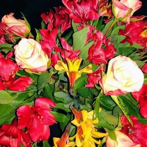 Meet your Posher, Ramona